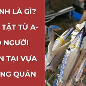 Một chùm ghẹ xanh tươi sống được tuyển chọn kỹ lưỡng tại Vựa Cua Đăng Quân ở Cần Thơ.