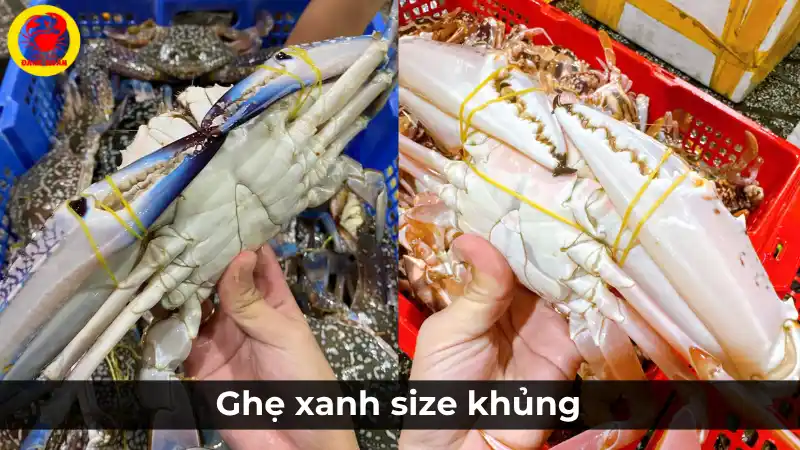 Ghẹ xanh size khủng, loại trên 1kg mỗi con, là hàng tuyển thượng hạng cho các buổi tiệc đẳng cấp.