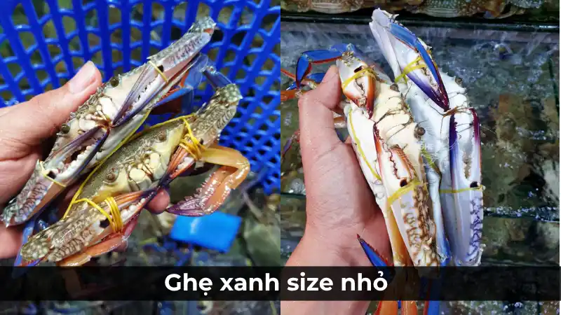Ghẹ xanh size nhỏ (ghẹ xô), loại 4-6 con một kg, là lựa chọn kinh tế để nấu canh hoặc lẩu lấy nước dùng ngọt.