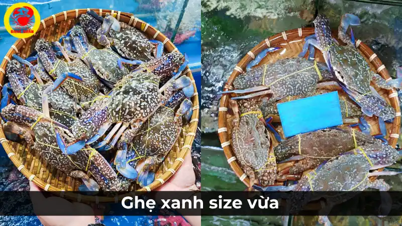 Ghẹ xanh size vừa, loại 2-3 con một kg, là lựa chọn cân bằng và phù hợp cho bữa ăn gia đình.