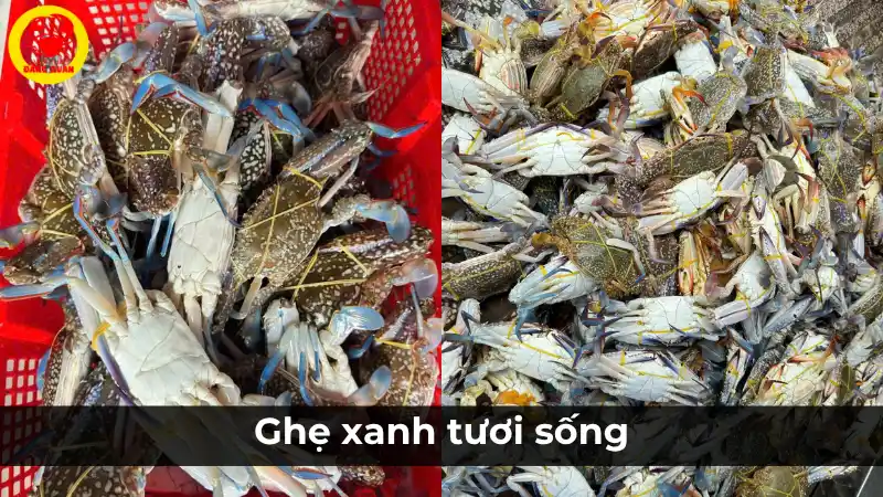 Hình ảnh giải thích ghẹ xanh tươi sống là gì, minh họa bằng một rổ ghẹ còn sống khỏe, bơi mạnh tại vựa.