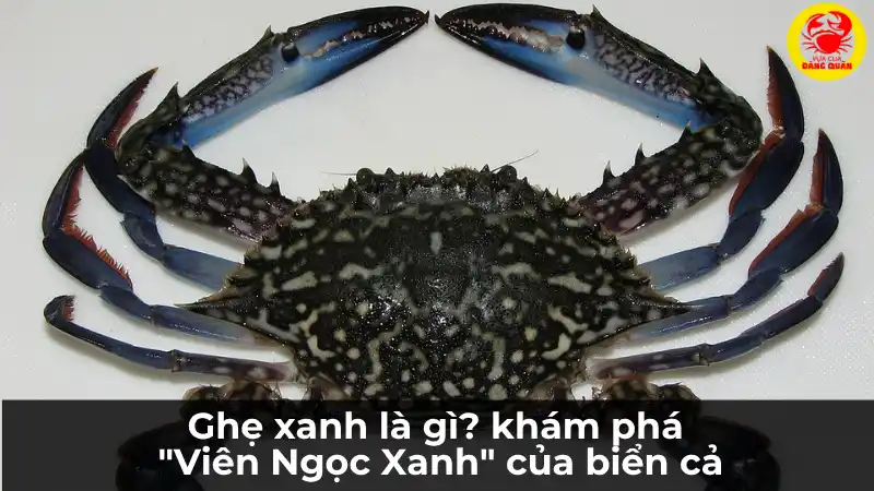 Cận cảnh một con ghẹ xanh tươi sống nguyên con, cho thấy rõ hoa văn trên mai và màu xanh đặc trưng
