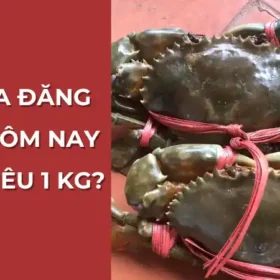 Giá cua Đăng Quân hôm nay bao nhiêu 1 kg? Cập nhật bảng giá cua Cà Mau mới nhất