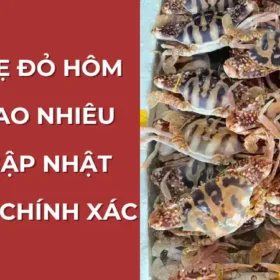 Giá ghẹ đỏ hôm nay: Cập nhật nhanh, chính xác tại Vựa Cua Đăng Quân