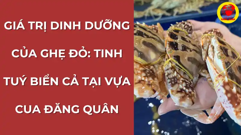 Giá trị dinh dưỡng của ghẹ đỏ từ Vựa Cua Đăng Quân
