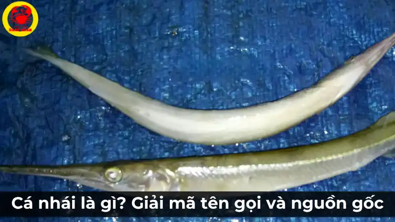 Hình ảnh hai con cá nhái tươi sống, thân dài, da sáng bạc, minh họa cho đặc sản tại Vựa Cua Đăng Quân