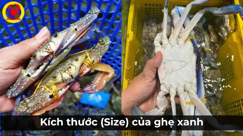 Kích thước ghẹ xanh và ảnh hưởng đến giá hôm nay