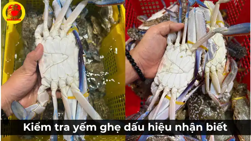 Hướng dẫn cách kiểm tra yếm ghẹ xanh bằng ngón tay để chọn được ghẹ chắc thịt và không bị ốp.