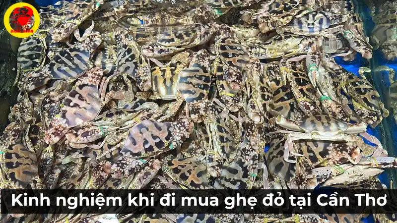 Kinh nghiệm mua ghẹ đỏ tươi ngon tại Cần Thơ