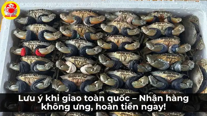 Lưu ý khi giao cua tươi sống đến khách hàng – Vựa Cua Đăng Quân