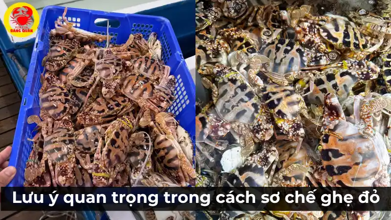 Lưu ý quan trọng khi sơ chế ghẹ đỏ