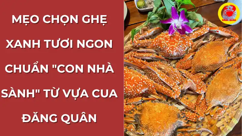 Mẹo chọn ghẹ xanh tươi ngon, chắc thịt từ chuyên gia Vựa Cua Đăng Quân, minh họa bằng hình ảnh đĩa ghẹ hấp thành phẩm đỏ au, đầy thịt
