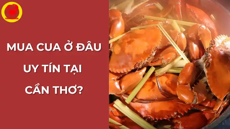 Mua cua ở đâu uy tín tại Cần Thơ? Vựa Cua Đăng Quân là lựa chọn hàng đầu