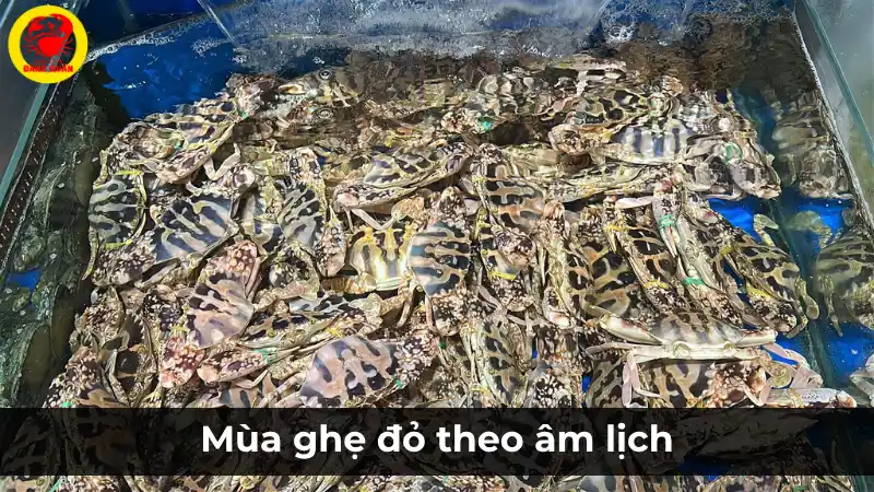 Mua ghẹ đỏ theo lịch âm để có ghẹ ngon nhất