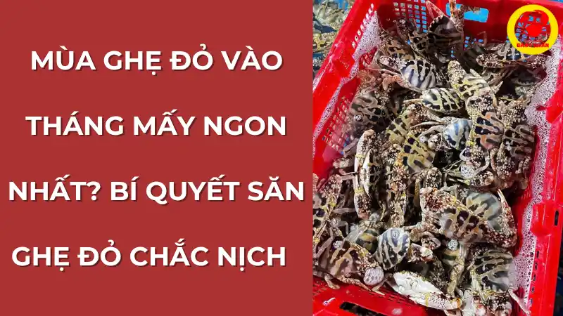 Mua ghẹ đỏ vào tháng mấy ngon nhất? Bí quyết săn ghẹ đỏ chắc nịch.