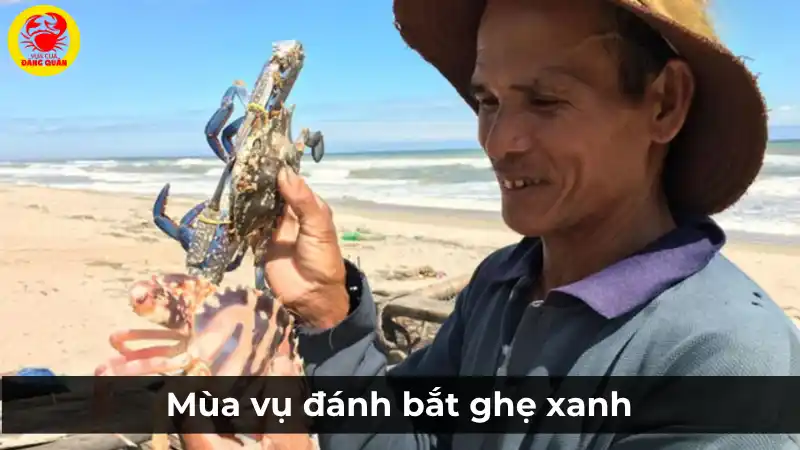 Mùa vụ đánh bắt ghẹ xanh và giá ghẹ hôm nay
