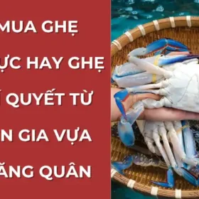 Nên mua ghẹ xanh đực hay cái - hình ảnh minh họa giúp khách hàng lựa chọn ghẹ nhiều thịt hoặc nhiều gạch.