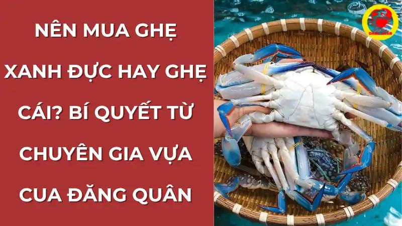Nên mua ghẹ xanh đực hay cái - hình ảnh minh họa giúp khách hàng lựa chọn ghẹ nhiều thịt hoặc nhiều gạch.