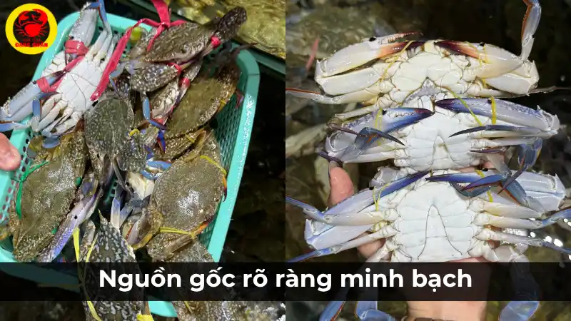 Cam kết nguồn gốc ghẹ xanh rõ ràng và minh bạch tại Vựa Cua Đăng Quân, đảm bảo chất lượng từ khâu đánh bắt.