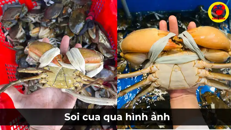 Cách nhận diện mai cua và yếm cua ngon – Vựa Cua Đăng Quân