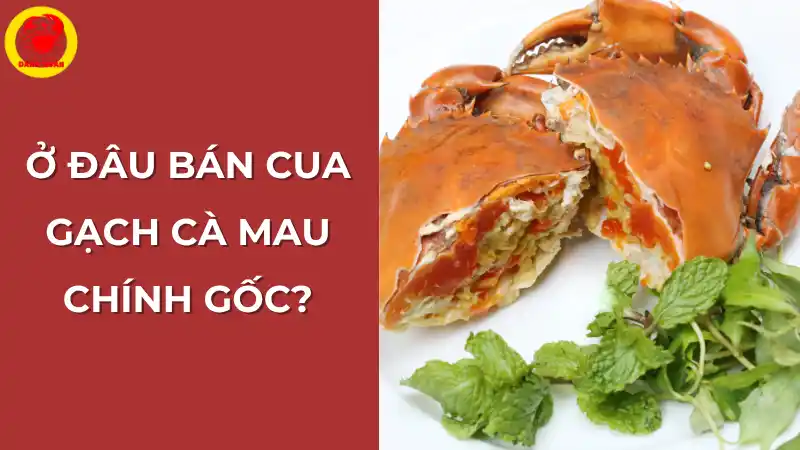 Ở đâu bán cua gạch Cà Mau chính gốc – Vựa Cua Đăng Quân