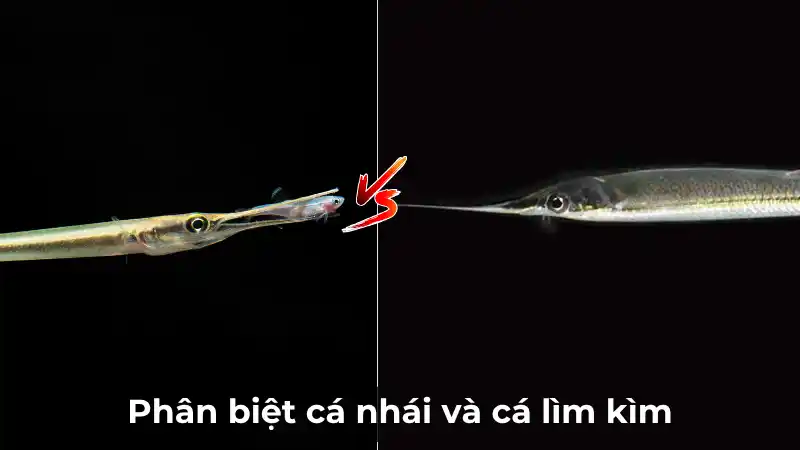 So sánh và phân biệt cá nhái (cả hai hàm đều dài) và cá lìm kìm (chỉ hàm dưới dài)