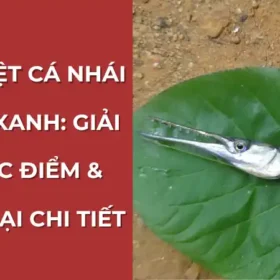 Hướng dẫn chi tiết cách phân biệt cá nhái xương xanh qua đặc điểm hình thái