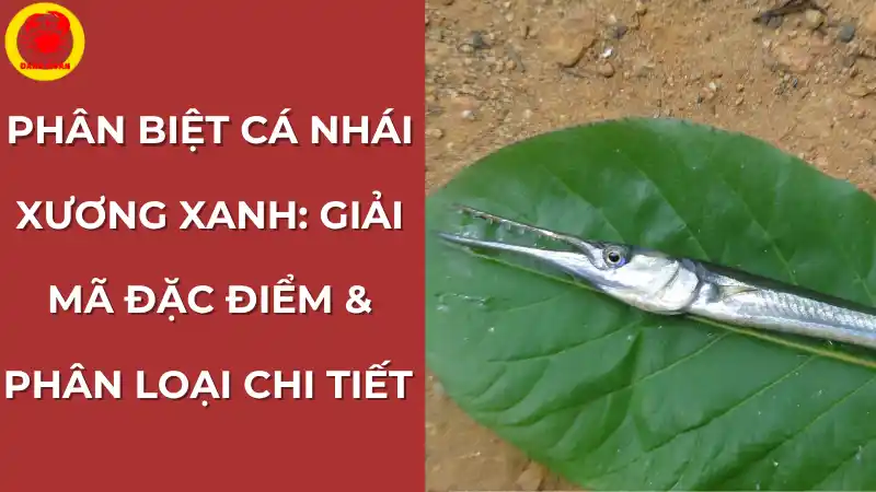 Hướng dẫn chi tiết cách phân biệt cá nhái xương xanh qua đặc điểm hình thái