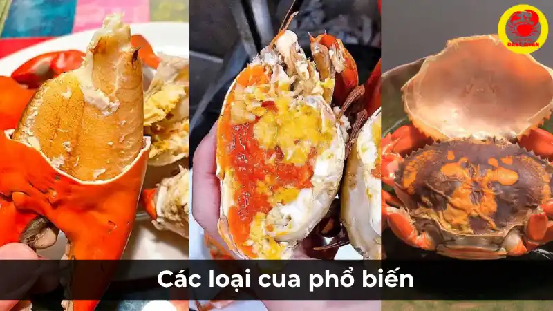 Phân biệt các loại cua Cà Mau – Cua gạch, cua thịt, cua lột