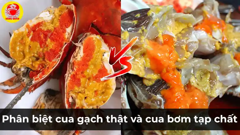 Phân biệt cua gạch thật và cua gạch bơm tạp chất – Cảnh báo từ Vựa Cua Đăng Quân