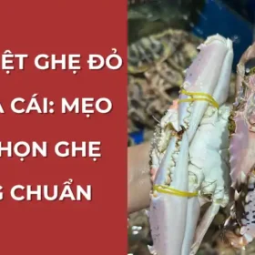 Phân biệt ghẹ đỏ đực và ghẹ đỏ cái: Mẹo chọn ghẹ đúng chuẩn.