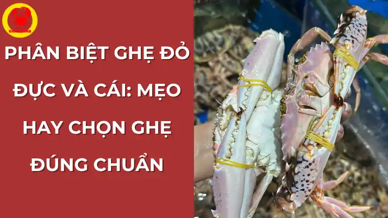 Phân biệt ghẹ đỏ đực và ghẹ đỏ cái: Mẹo chọn ghẹ đúng chuẩn.