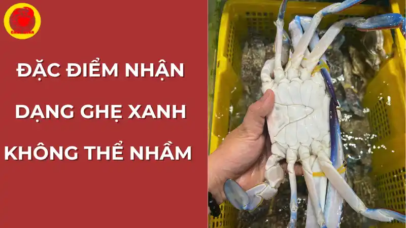 Hướng dẫn cách phân biệt ghẹ xanh đực (yếm nhọn) và ghẹ xanh cái (yếm tròn) để chọn được ghẹ nhiều thịt hoặc nhiều gạch