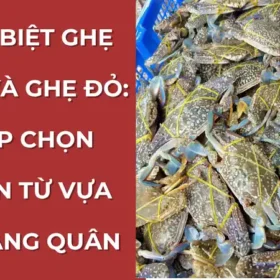 Hướng dẫn cách phân biệt ghẹ xanh và ghẹ đỏ để chọn mua đúng loại theo nhu cầu, bí quyết từ Vựa Cua Đăng Quân.