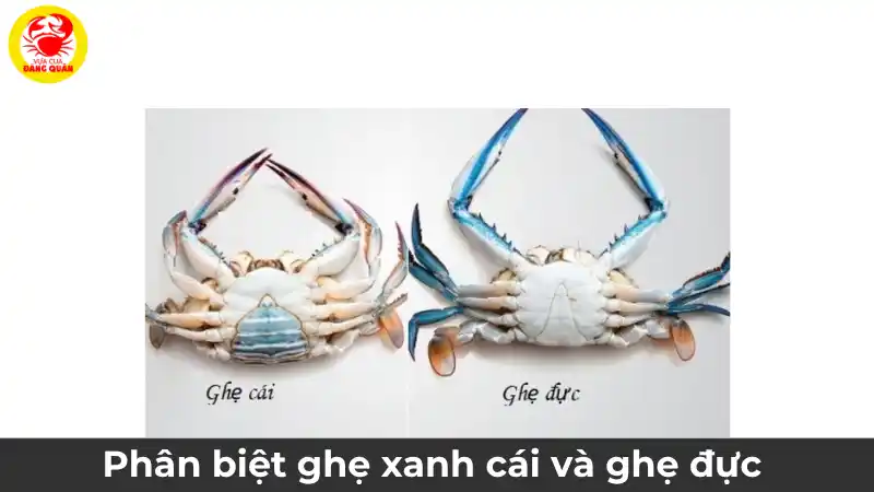 So sánh yếm ghẹ xanh đực (hình tam giác nhọn) và yếm ghẹ xanh cái (hình tròn to) để phân biệt giới tính.