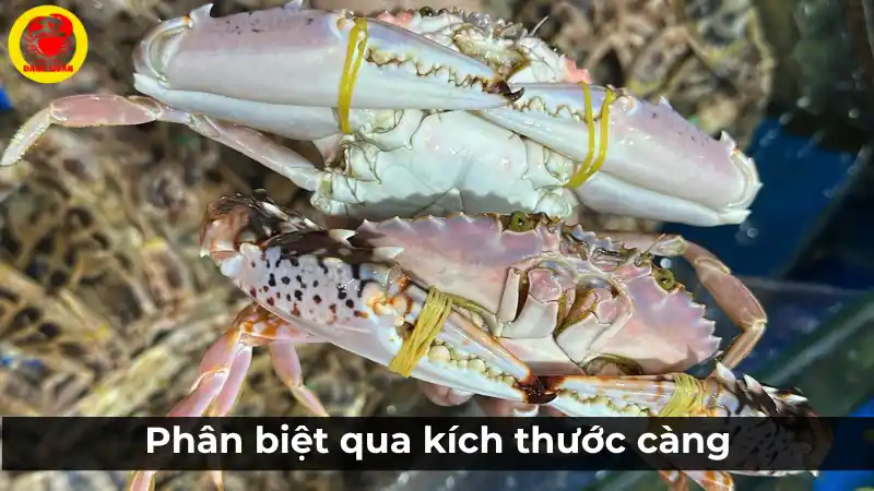 Phân biệt ghẹ đỏ đực và cái qua kích thước càng