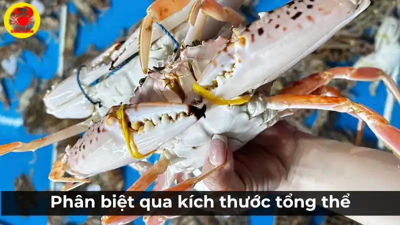 Phân biệt ghẹ đỏ đực và cái qua kích thước tổng thể