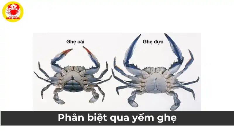 Phân biệt ghẹ đực và ghẹ cái qua yếm ghẹ