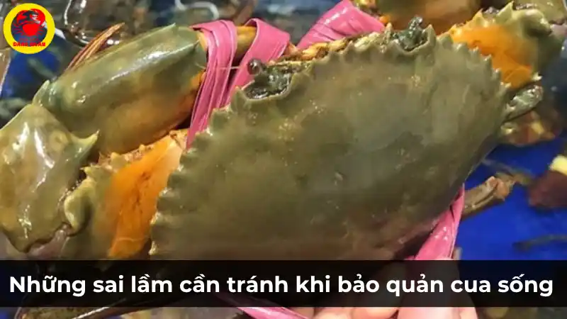 Sai lầm thường gặp khi bảo quản cua sống tại nhà – Vựa Cua Đăng Quân
