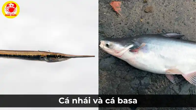 So sánh dinh dưỡng và hình dáng giữa cá nhái (cá biển) và cá basa (cá nước ngọt)