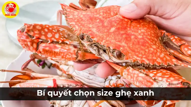 Bí quyết so sánh và chọn các size ghẹ xanh khác nhau, từ ghẹ nhỏ đến ghẹ lớn, để phù hợp với nhu cầu.