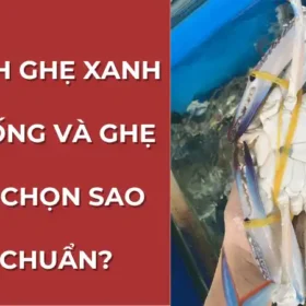 So sánh ghẹ xanh tươi sống và ghẹ ngộp để người tiêu dùng biết cách chọn ghẹ ngon, an toàn.