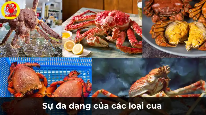 Sự đa dạng các loại cua tại Vựa Cua Đăng Quân – từ cua gạch, cua thịt đến cua cốm, cua hoàng đế