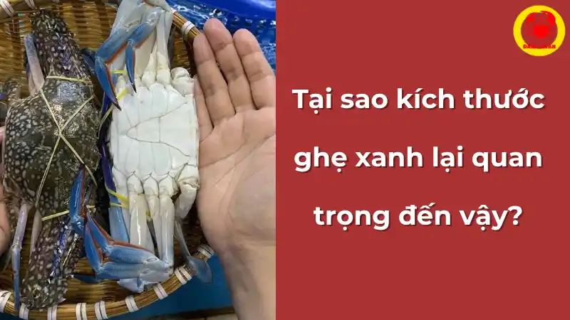 Giải thích tầm quan trọng của việc chọn kích thước ghẹ xanh phù hợp, minh họa bằng hình ảnh ghẹ tươi sống.