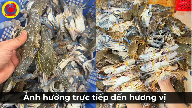 Hình ảnh minh họa tầm quan trọng của việc biết cách chọn ghẹ xanh tươi sống để đảm bảo chất lượng món ăn.