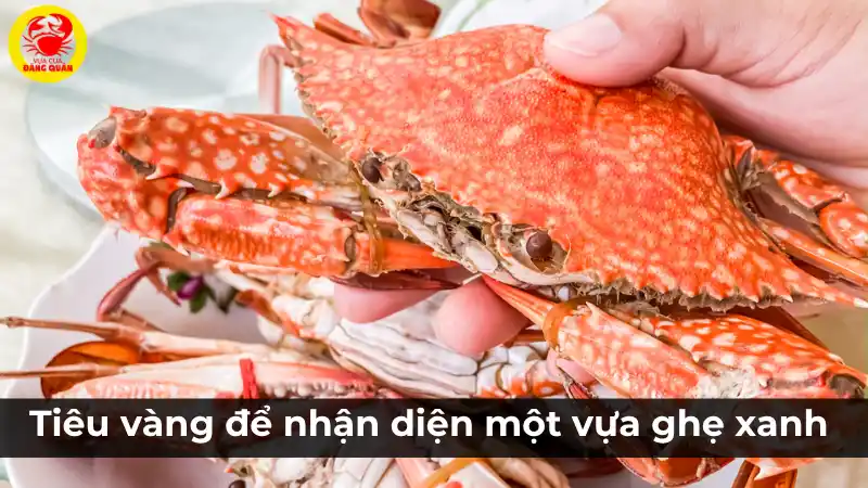 Các tiêu chí vàng để nhận diện và chọn một vựa ghẹ xanh uy tín, đảm bảo chất lượng và giá cả.