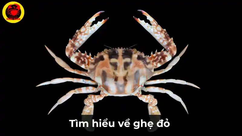 Tìm hiểu về ghẹ đỏ