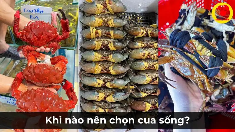 Ưu tiên chọn cua sống – Khi nào nên mua cua tươi thay vì cua đông lạnh?