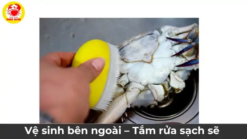 Hướng dẫn cách vệ sinh ghẹ xanh, dùng bàn chải cọ rửa kỹ phần mai và càng ghẹ dưới vòi nước sạch.