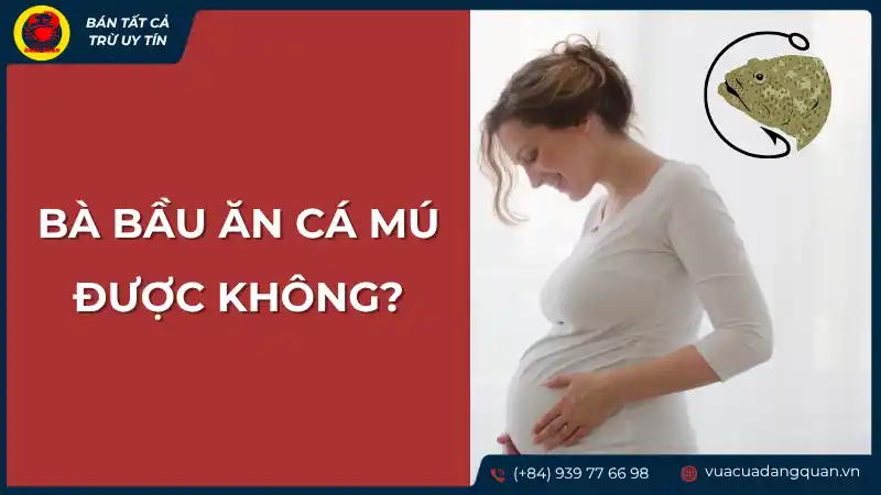 Bà bầu ăn cá mú được không? Giải đáp chi tiết.